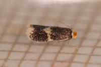 Stigmella obliquella