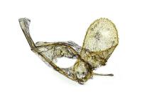 Phyllonorycter salictella