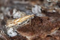 Phyllonorycter salictella