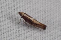 Acrolepiopsis vesperella