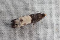 Notocelia cynosbatella