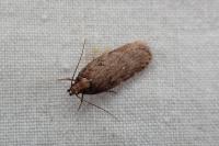 Depressaria albipunctella