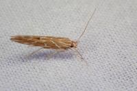 Pyroderces argyrogrammos