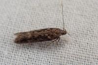Scrobipalpa atriplicella