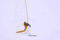 Scrobipalpa pauperella