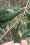 Phyllonorycter messaniella