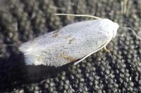 Pseudopostega crepusculella