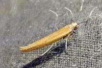 Zelleria hepariella