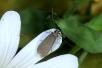 Coleophora lutarea