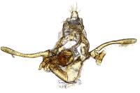 Athrips nigricostella
