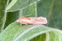 Eucosma gr. cana