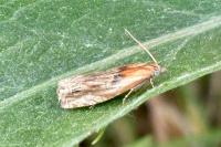 Eucosma gr. cana