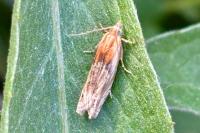 Eucosma gr. cana