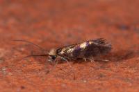 Micropterix tunbergella
