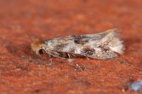 Bucculatrix ulmella