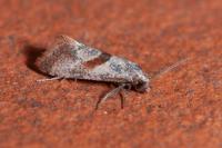 Falseuncaria ruficiliana