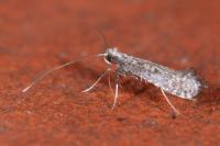 Parornix fagivora