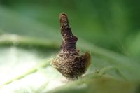 Coleophora ochripennella