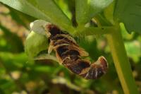 Coleophora discordella