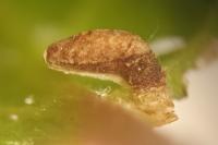 Coleophora serratella