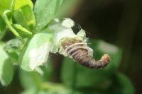 Coleophora discordella