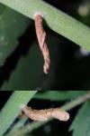 Coleophora gryphipennella