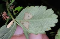 Coleophora gryphipennella