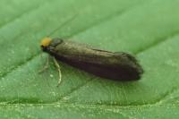Incurvaria koerneriella