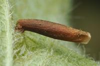 Coleophora trigeminella