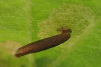 Coleophora trigeminella