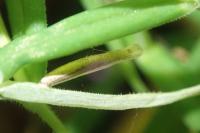 Coleophora solitariella