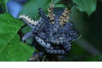 Yponomeuta padella