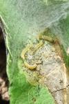 Yponomeuta malinellus