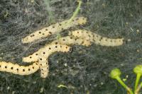 Yponomeuta cagnagella