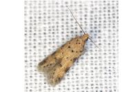 Pseudotelphusa paripunctella