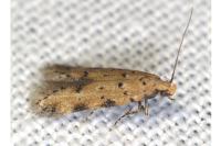 Pseudotelphusa paripunctella