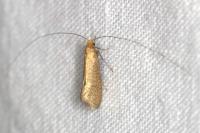 Nematopogon adansoniella