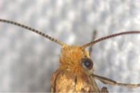 Nematopogon adansoniella