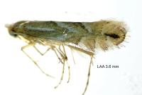 Phyllonorycter esperella