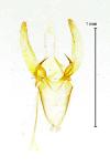 Phyllonorycter esperella