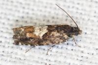 Pammene argyrana