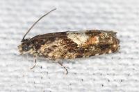 Pammene argyrana