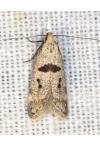 Mirificarma cytisella