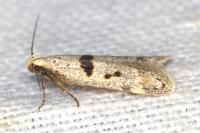 Mirificarma cytisella