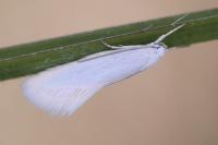 Elachista argentella