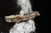 Crocidosema plebejana