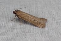 Deroxena venosulella