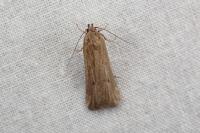 Deroxena venosulella