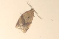 Clepsis