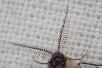 Rebelia plumella surientella